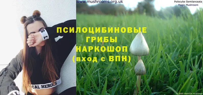 Галлюциногенные грибы Psilocybine cubensis  где найти   Красноармейск 